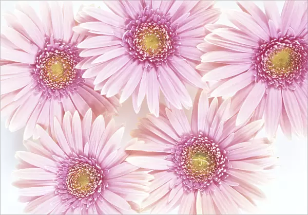 Close-Up Of Pink Daisies Set Together On White Background Studio Shot