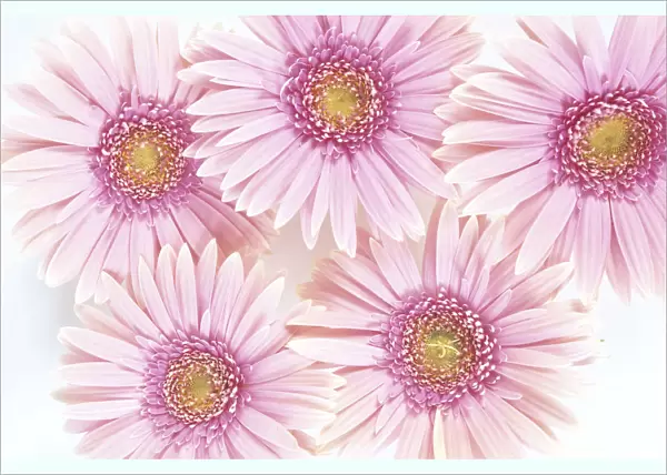 Close-Up Of Pink Daisies Set Together On White Background Studio Shot