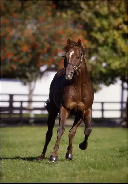 Thoroughbred Horse, Ireland