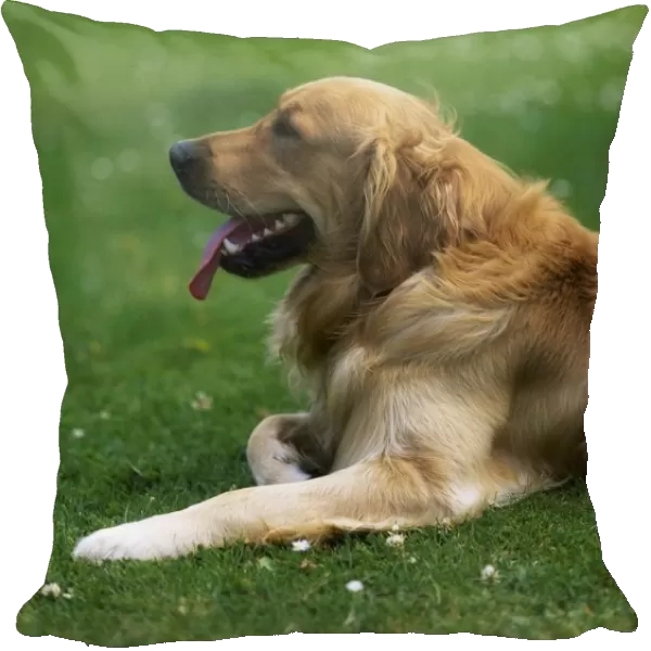 Golden Retriever; Dog Laying In The Grass