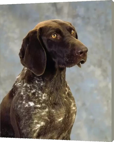 German Pointer; Portrait Of A Dog