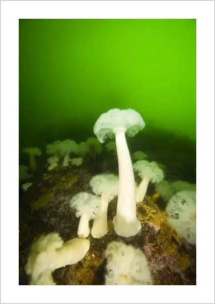 Plumose Sea Anemones, Alaska, Usa