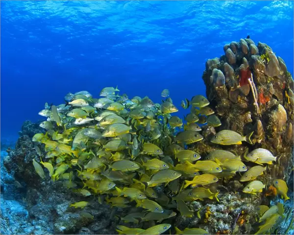Schooling Fish On Coral Reef, Cozumel, Mexico