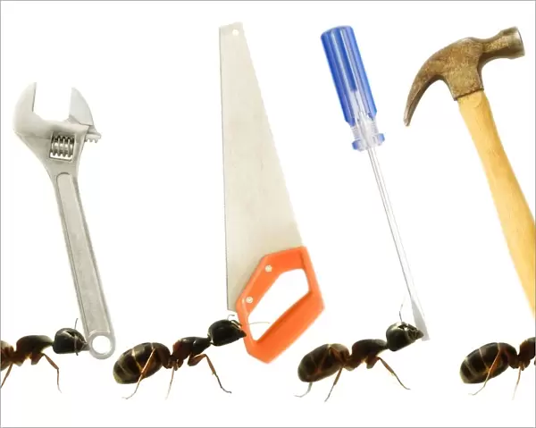 Carpenter Ants (Camponotus Pennsylvanicus)