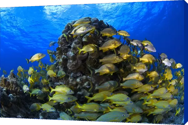 Schooling Bluestriped Grunt (Haemulidae Sciurus) Fish On Coral Reef, Cozumel, Mexico