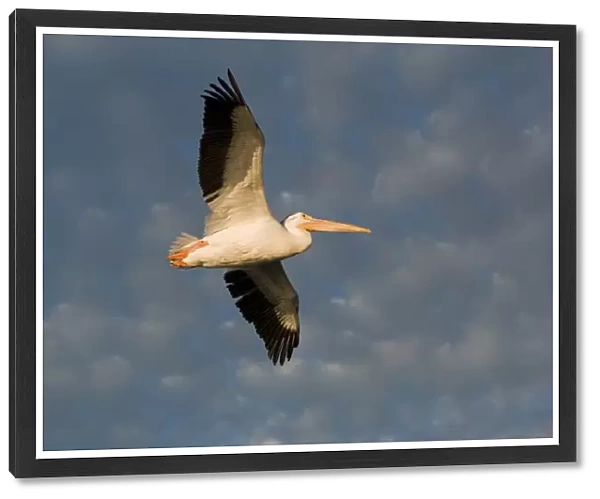 American White Pelican (Pelecanus Erythrorhynchos), In Flight