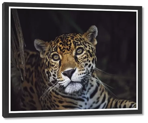 Jaguar (Panthera Onca); Belize