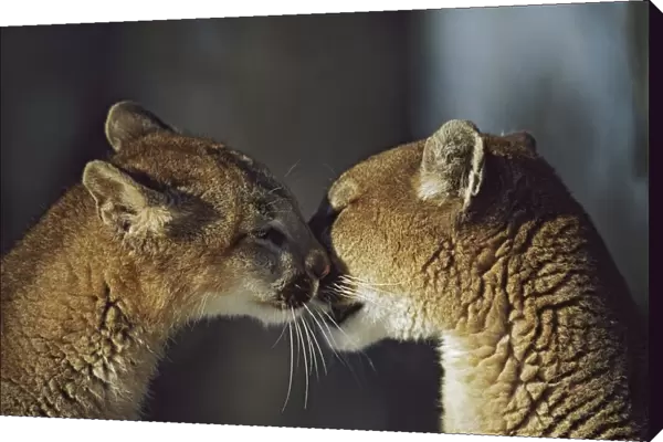 Mountain Lion (Felis Concolor) Cub Nuzzles Mothers Face; Montana, Usa