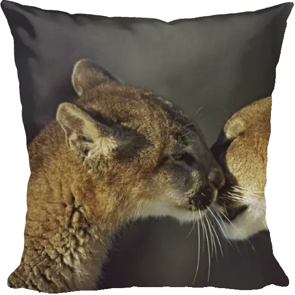 Mountain Lion (Felis Concolor) Cub Nuzzles Mothers Face; Montana, Usa