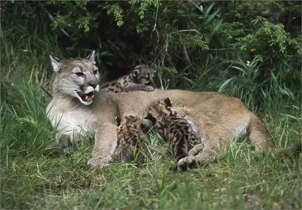 Mountain Lion Nursing Cubs