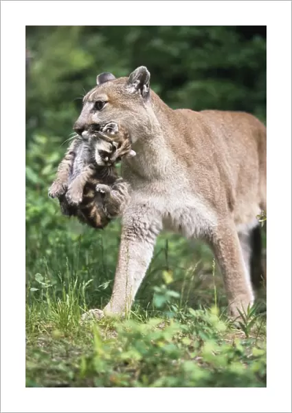 Mountain Lion Carrying Cub By The Nape Of Its Neck