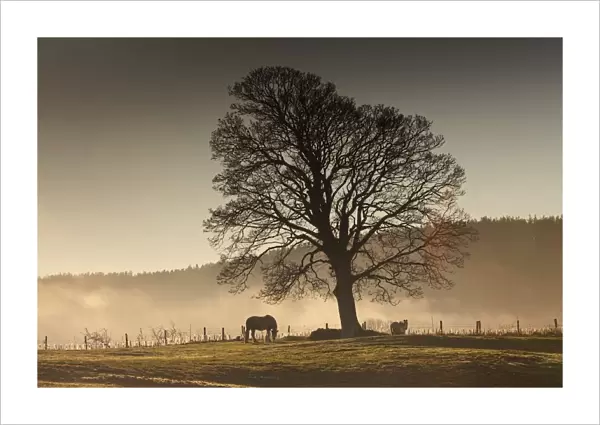 Northumberland, England; Horses Grazing In A Field Covered With Fog