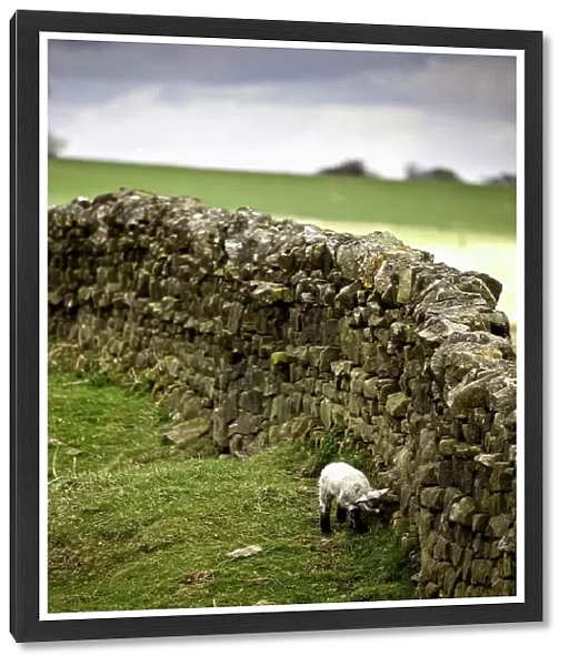 Northumberland, England; A Lamb Walking Along A Stone Wall