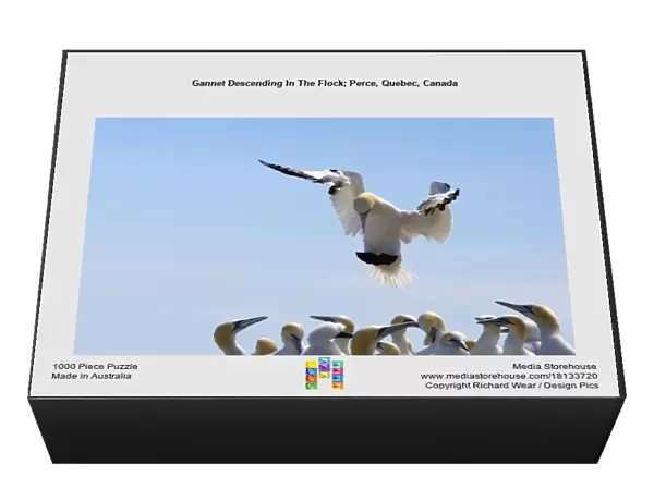 Gannet Descending In The Flock; Perce, Quebec, Canada