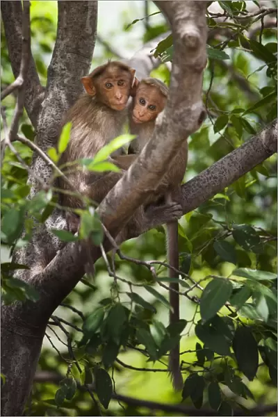 Two Monkeys In A Tree; Tamil Nadu, India
