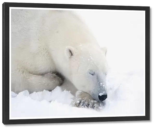 Polar Bear (Ursus Maritimus) Has His Eyes Closed During A Very Peaceful Sleep; Churchill, Manitoba, Canada