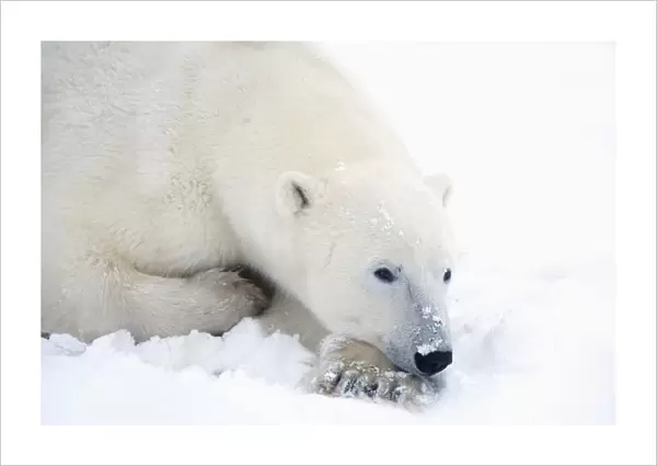 Polar Bear (Ursus Maritimus) Has His Eyes Open During A Very Peaceful Rest; Churchill, Manitoba, Canada