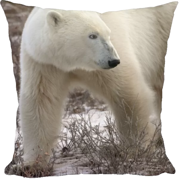 Polar Bear (Ursus Maritimus) Who Is Very Dangerous Looking As He Explores The Territory; Churchill, Manitoba, Canada
