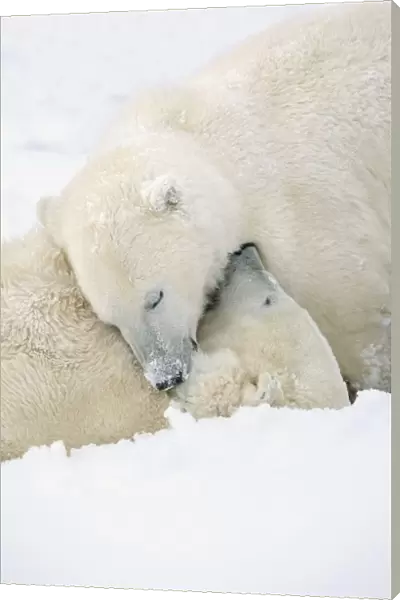 Two Polar Bears (Ursus Maritimus) Using Each Other For Pillows As They Sleep Blissfully; Churchill, Manitoba, Canada