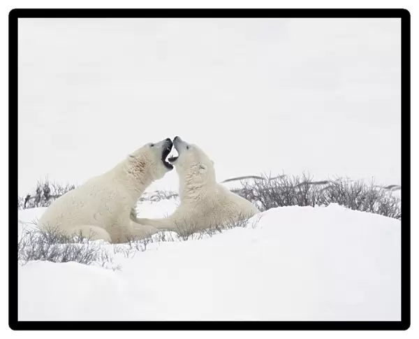 Two Polar Bears (Ursus Maritimus) In A Humorous Looking Moment With Their Mouths Open As If Smelling Each Others Breath; Churchill, Manitoba, Canada