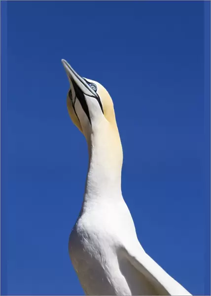 A Single Gannet Searches The Sky For Her Mate On Bonaventure Island; Perce, Quebec, Canada