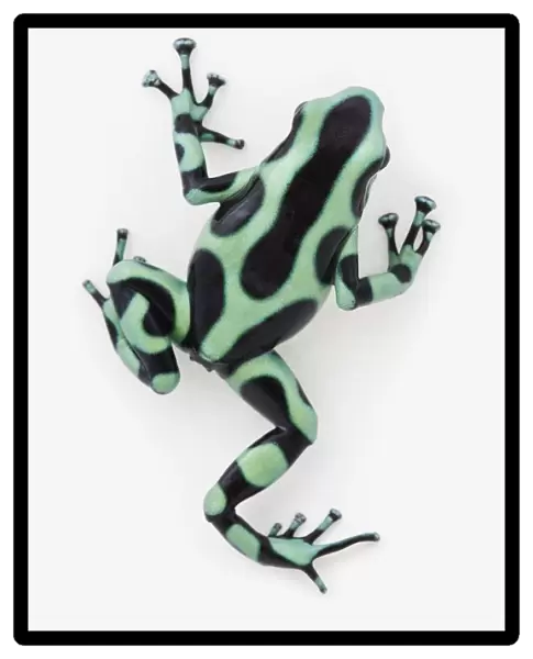 Black And Green Poison Dart Frog (Dendrobates Auratus)