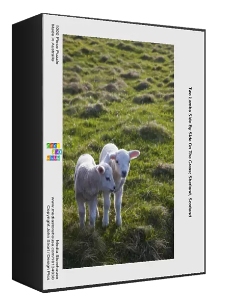 Two Lambs Side By Side On The Grass; Shetland, Scotland