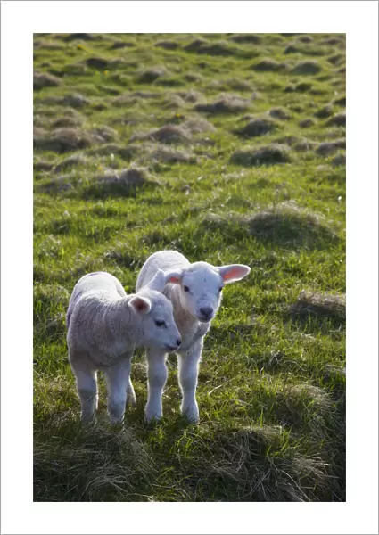 Two Lambs Side By Side On The Grass; Shetland, Scotland