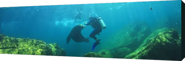 Scuba Divers With Sea Lions Underwater At Los Islotes National Marine Park Espiritu Santo Island; La Paz Baja California Mexico