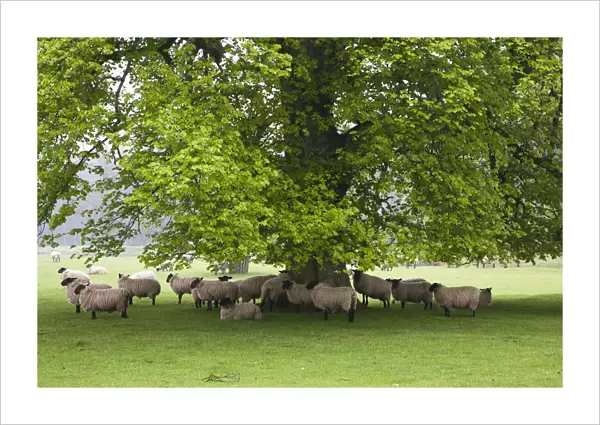 Sheep Standing Under A Tree; Northumberland, England