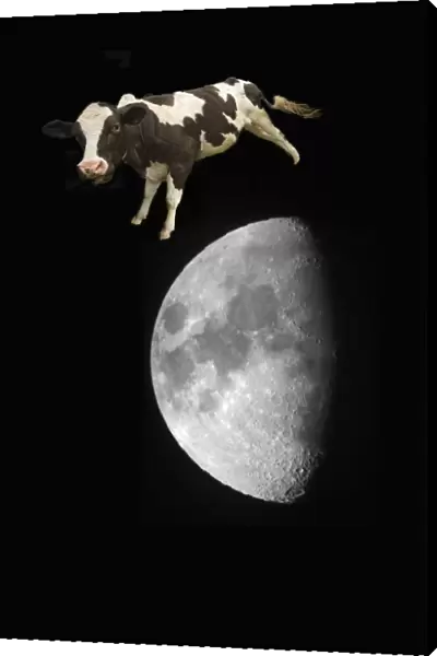 The Cow Jumped Over The Moon; Northumberland, England