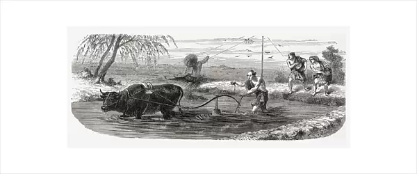 Worker Using A Water Buffalo For The Cultivation Of Rice In Japan In The 19Th Century. From El Mundo En La Mano Published 1875