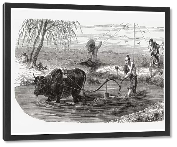 Worker Using A Water Buffalo For The Cultivation Of Rice In Japan In The 19Th Century. From El Mundo En La Mano Published 1875