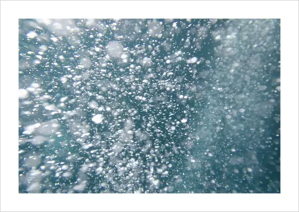 Bubbles Underwater; Galapagos, Equador