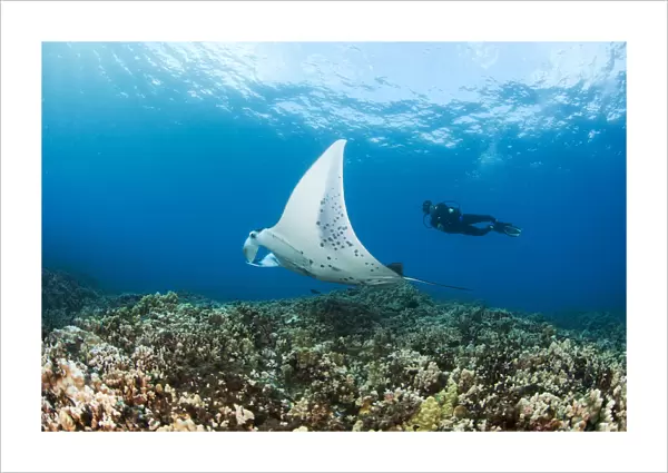 USA, Hawaii Islands, Reef Manta Ray (Manta Alfredi) Cruises Over Shallows Off Ukumehame; Maui
