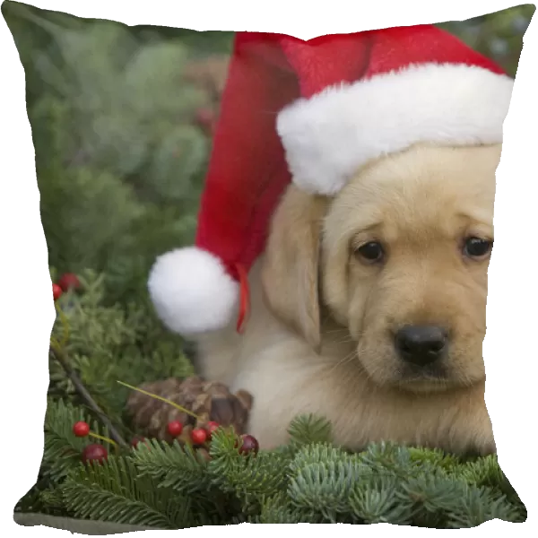 Hawaii, Maui, Labrador Retriever Puppy With Santa Hat In A Christmas Wreath
