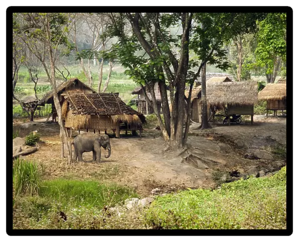 Thailand, Chiang Mai Province, Patara Elephant Farm