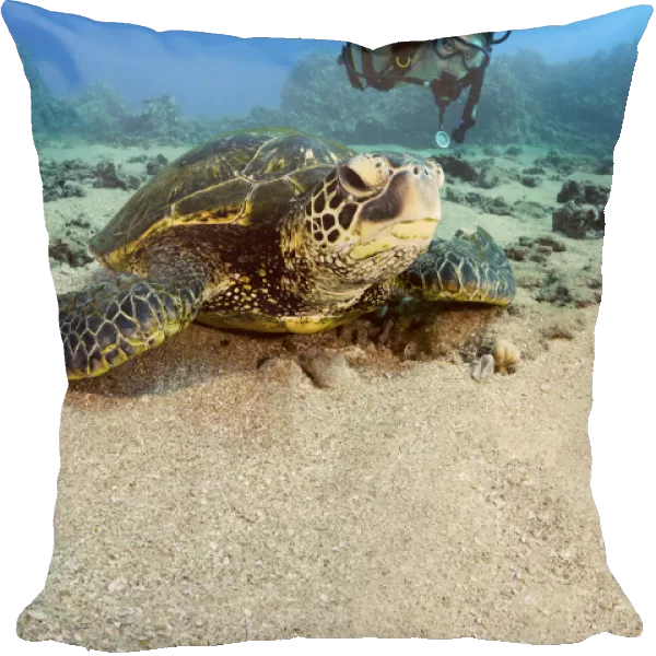 USA, Diver Gets Close-Up View Of Green Sea Turtle (Chelonia Mydas); Hawaii Islands