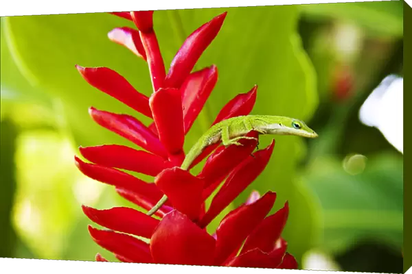 USA, Green Anole Lizard On Red Ginger Plant; Hawaii Islands