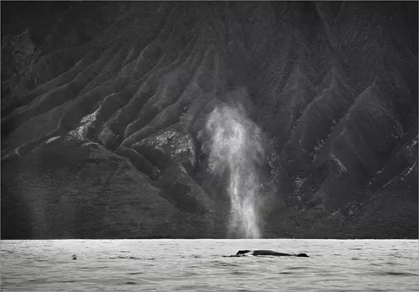 Hawaii, Maui, The Spout Of A Humpback Whale
