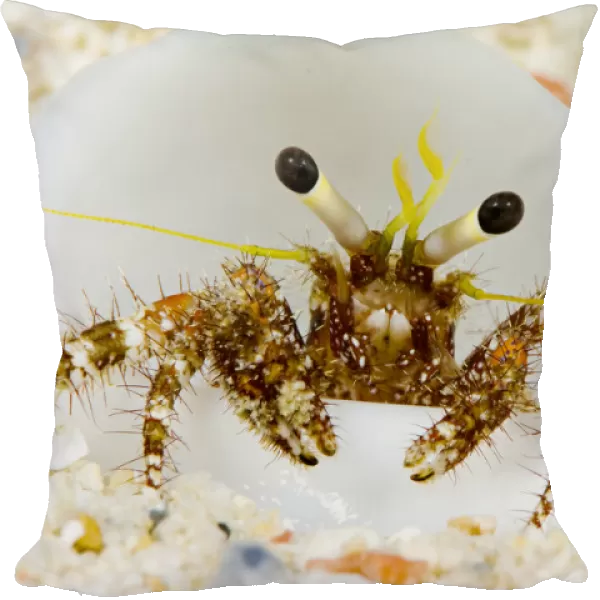 Micronesia, Hermit Crab On Seafloor Sand (Dardanus Lagopodes); Yap