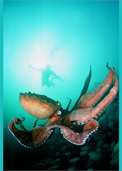 Canada, British Columbia, Giant Pacific Octopus With Diver Viewing Down