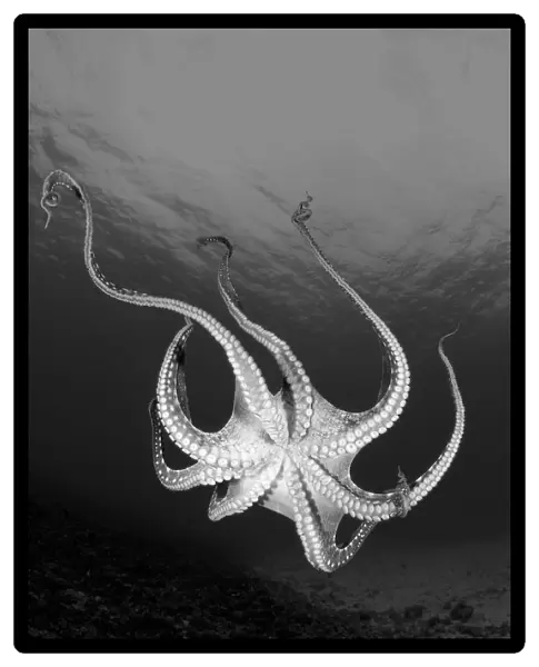 USA, Day Octopus (Octopus Cyanea); Hawaii