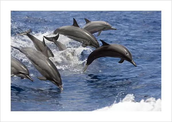 Hawaii, Seven Spinner Dolphin (Stenella Longirostris) Leap Into The Air At The Same Time