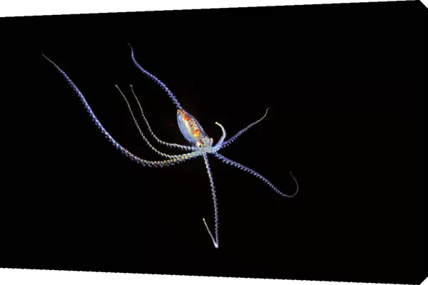 Pelagic species of octopus no more than five inches across at night in Coral Sea; Australia