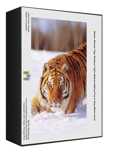 Alaska, Siberian Tiger (Panthera Tigris Altaica) Stalking Prey In Deep Winter Snow