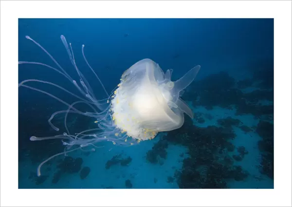 Micronesia, Palua, Jellyfish (Cephea Cephea) Near The Ocean Floor