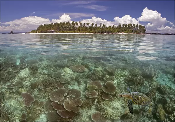 Malaysia, Mabul Island, A Hawksbill Turtle Swims In Island  /  Reef Scene