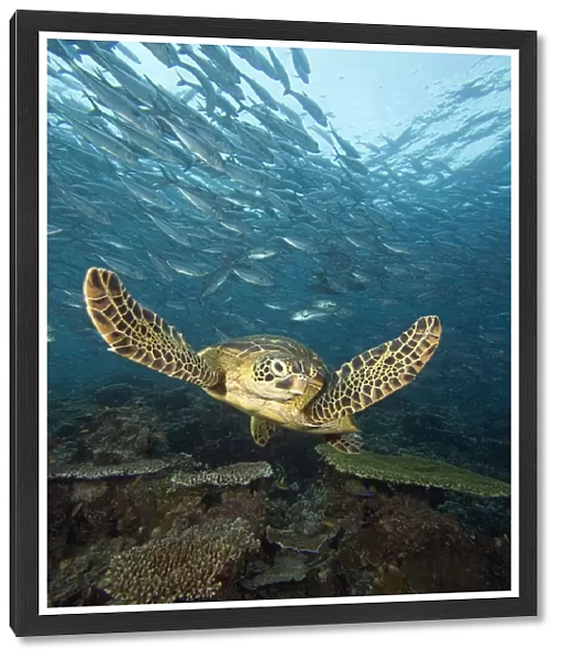 Malaysia, Sipidan Island, Green Sea Turtle (Chelonia Mydas) Surrounded By Schooling Bigeye Jacks (Caranx Sexfasciatus)