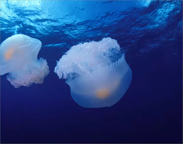 Marshall Islands, Kwajalein Atoll, Pair Of Jellyfish (Olindas Sp?)